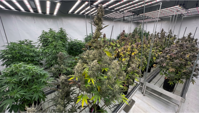 Gorilla Cookies Auto Plants From The Current Run