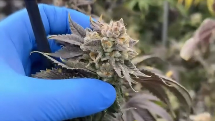 Harvest day at our pheno hunt room