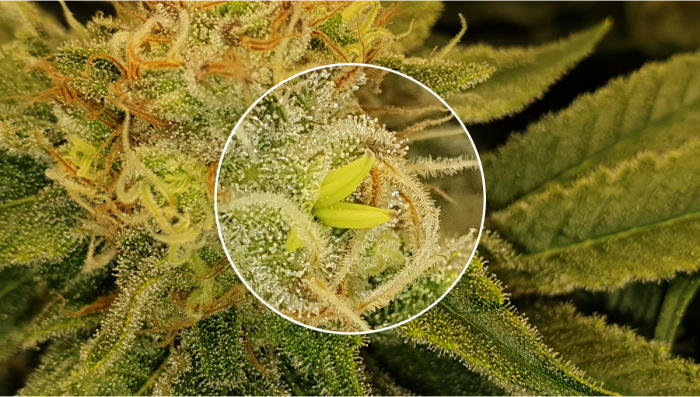 Vale A Pena Mexer Em Algo J Na Flora R Cultivonha Vale A Pena Mexer Em Algo J Na Flora R Cultivonha
