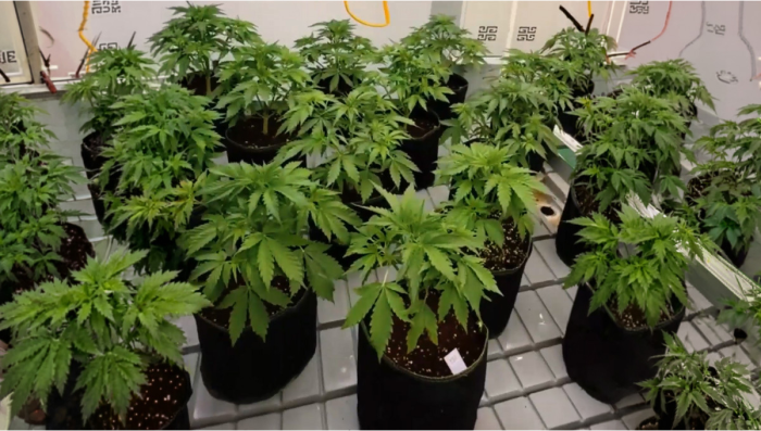 Apricot Auto: Lotto di Produzione Attuale