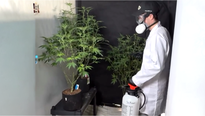 First application of STS on female plants