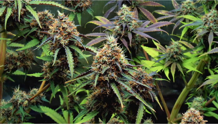 Smokable Plants You Can Grow That Aren't Marijuana Part 2 - Modern