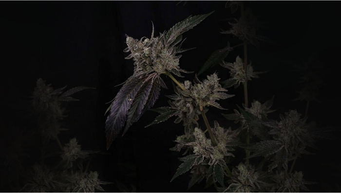 Origin and Selection of Our GG4 Photoperiod Cuts