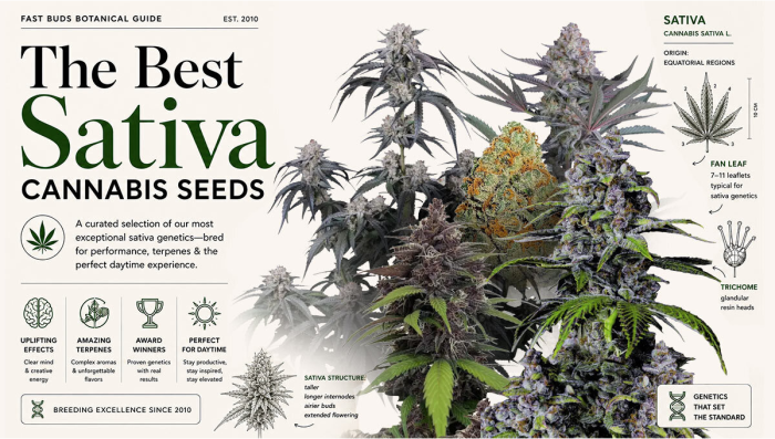 Les Meilleures Graines de Cannabis Sativa de 2026
