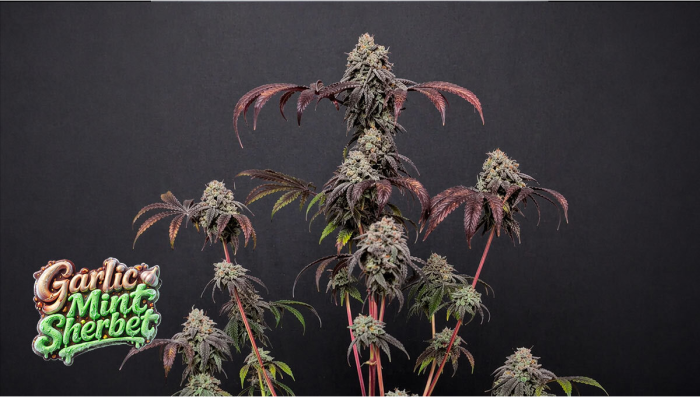 Garlic Mint Sherbet förenar rå kraft med komplexa aromer