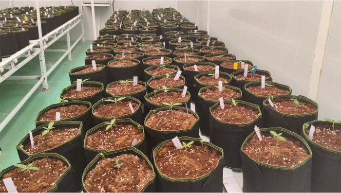 Early-stage selection