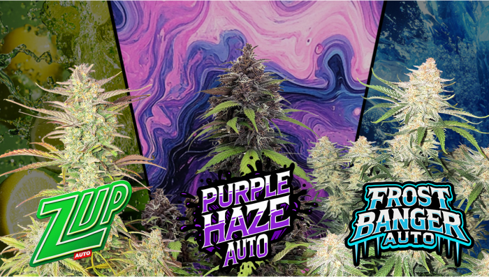 Frostbanger Auto Purple Haze Auto and ZUp are Back in Stock