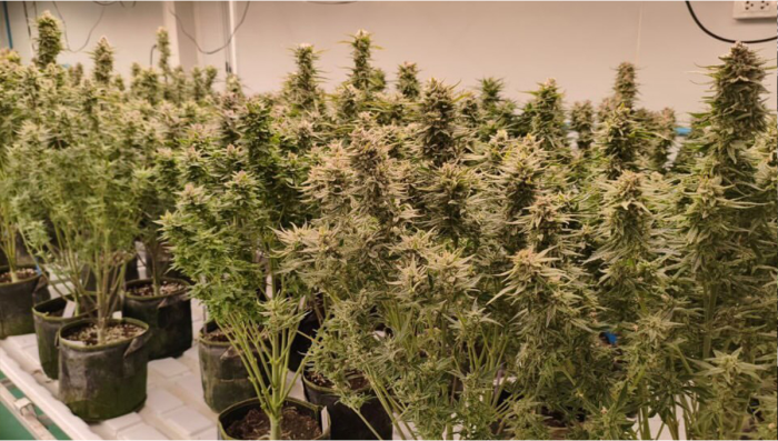 Harvesting Last Generation of Strawberry Banana Plants