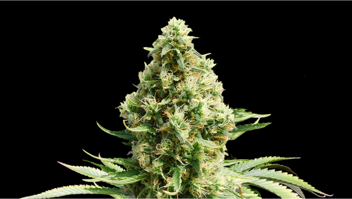 Frosted Guava Auto Cannabis Strain Week-by-Week Guide | Fast Buds