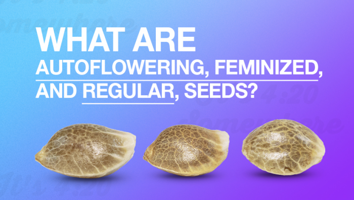 Explicación de las semillas de cannabis autoflorecientes frente a las  feminizadas