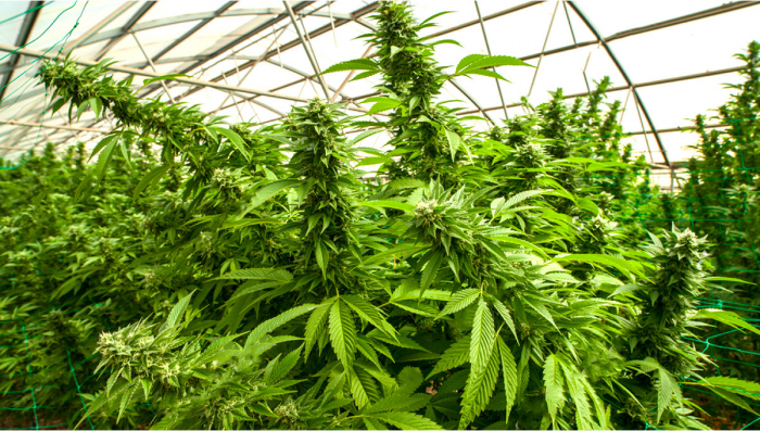 Top 8 Growing Gadgets That Will Help Improve Your Cannabis Garden