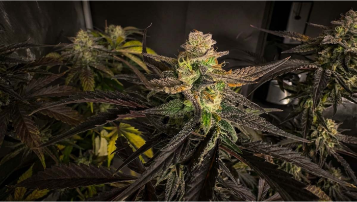 Strawberry Gorilla Auto RF3 er endelig her