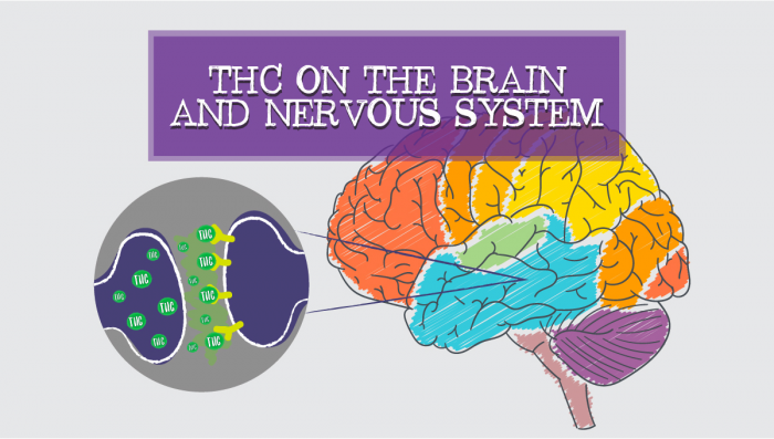 Efectos Del THC En El Cerebro Y El Sistema Nervioso - Semillas De ...