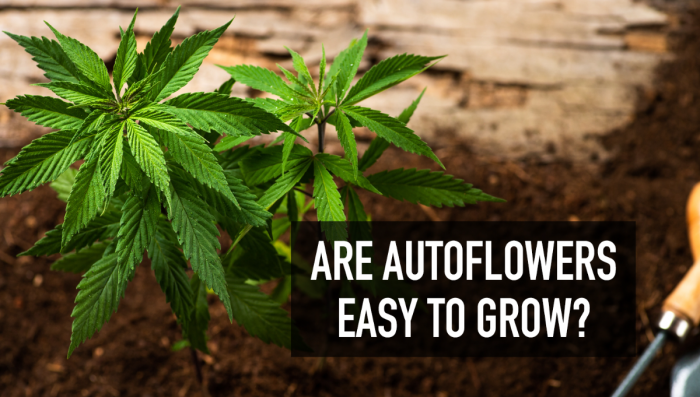 Sind Autoflower einfach zu growen?