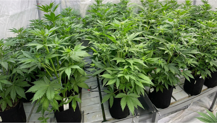 Lemon Cherry Cookies Auto Pollination Setup Parent Selection