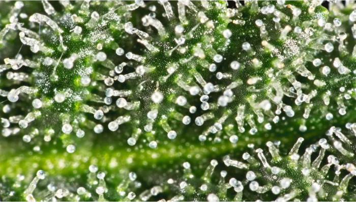 The Best Magnifiers to Identify Trichome Stages