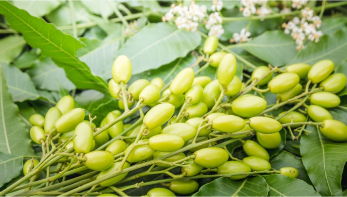 Pesticides organiques pour le cannabis : Huile de neem - Fast Buds