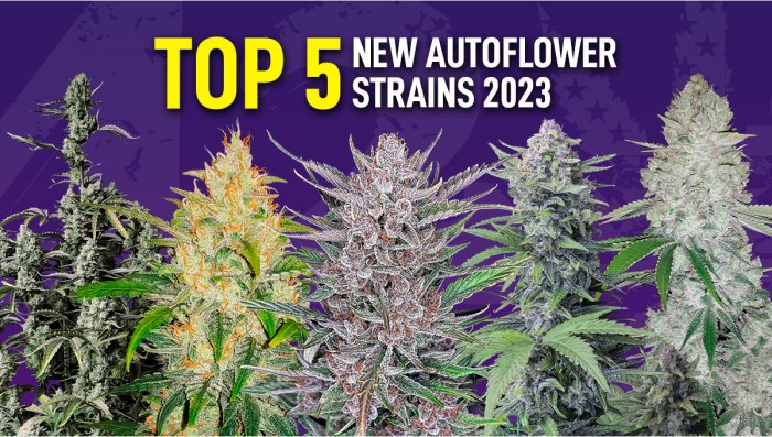 Top 5 New Automatic Weed Strains | Fast Buds