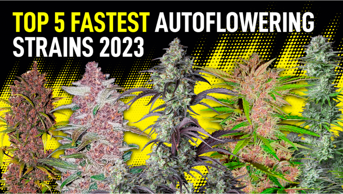 The Top 5 Fastest Growing Autoflower Strains | Fast Buds