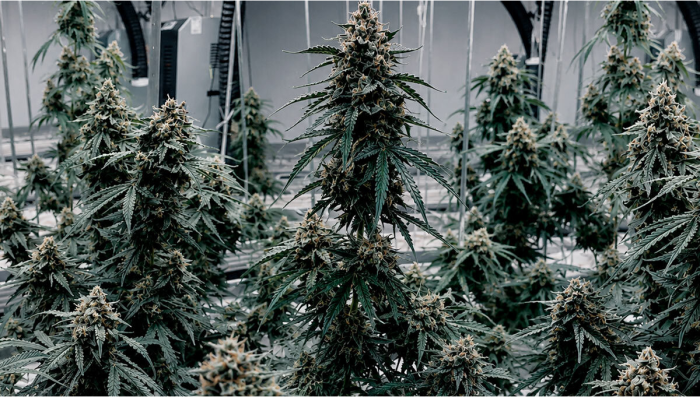 GMO Auto Bringing the Funk to Autoflowers