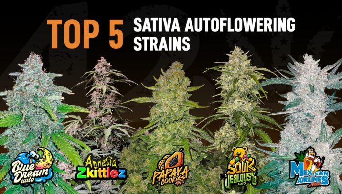 The Top 5 Best Sativa Autoflower Strains | Fast Buds