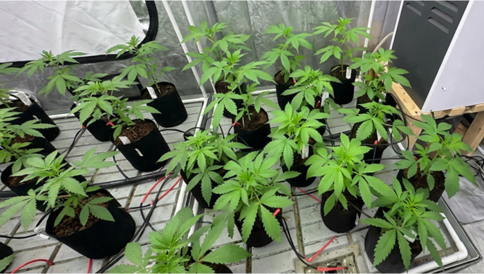 Selekcja pierwotna dla Gorilla Cookies Auto