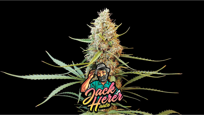 Jack Herer Auto Cannabis Strain Week-by-Week Guide