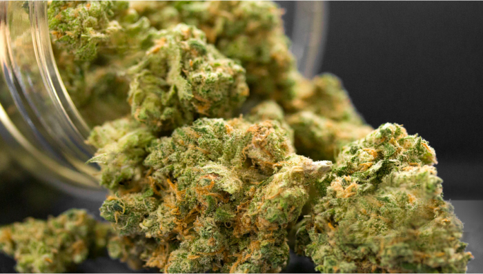 Cómo elegir el grinder adecuado - Semillas de marihuana Autoflorecientes  Fast Buds