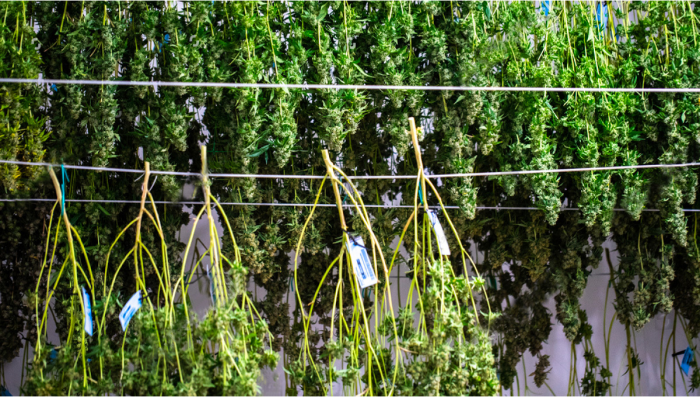 De beste omstandigheden voor je droogkamer en hoe je cannabis kunt drogen