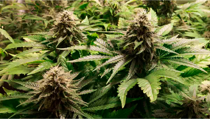 Acapulco Gold Cannabis Strain Week-by-Week Guide | Fast Buds