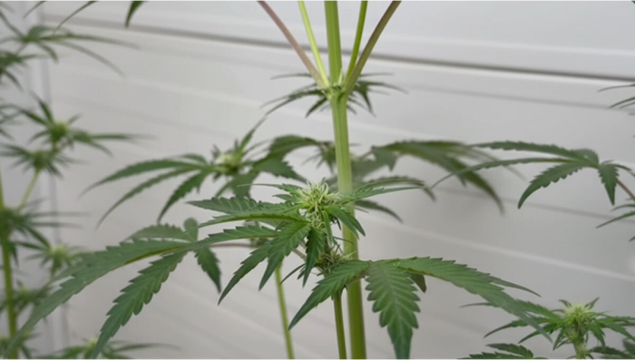 Wie man gefrorenen CannabisPollen fr kontrollierte Bestubung lagert und verwendet 1d