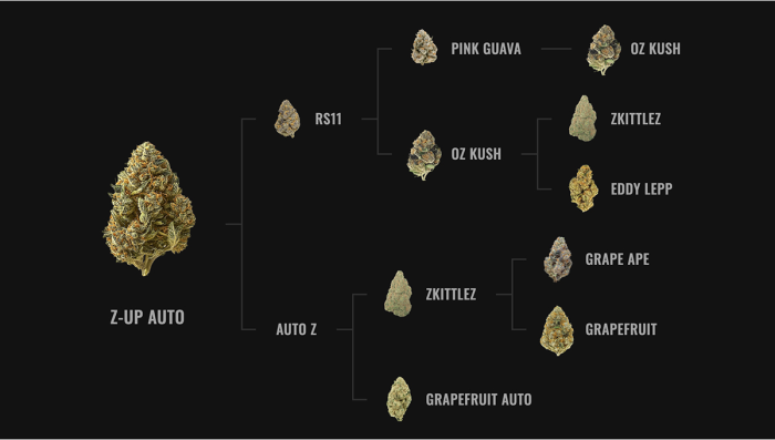 Fast Buds Lineages Explained