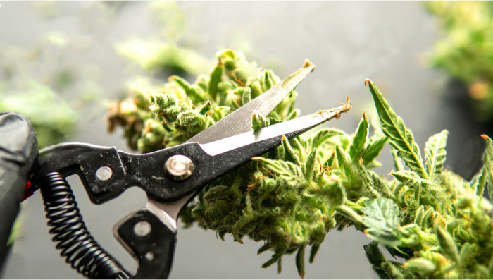 Trimming Guide: How To Trim Your Cannabis Flowers | Fast Buds