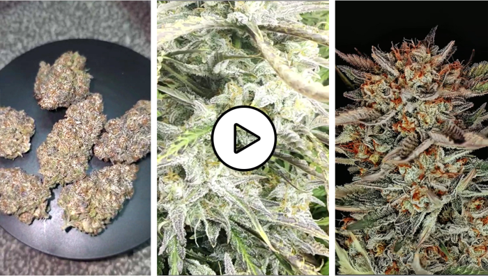 Ocak Aynn Discord Video Yarmas Kazananlar