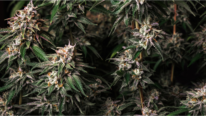 Girl Scout Cookies Auto Cannabis Strain Week-by-Week Guide | Fast Buds