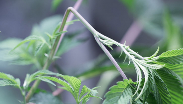Vor- und Nachteile von High-Stress-Training bei Cannabis-Pflanzen