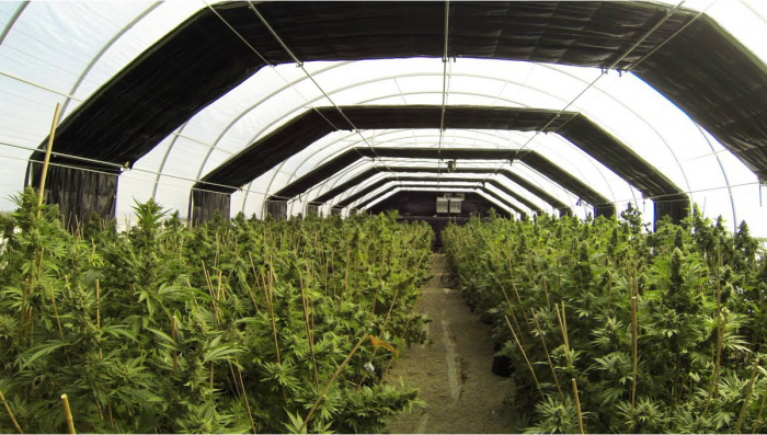 La coltivazione della cannabis