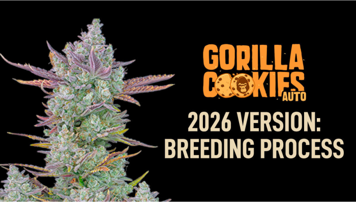 New version of Gorilla Cookies Auto