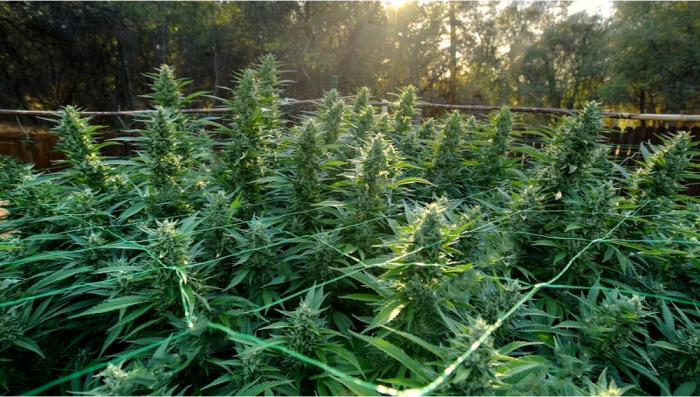 L'importance de la circulation de l'air dans les cultures de cannabis en  intérieur - Fast Buds Graines de Cannabis Autofloraison
