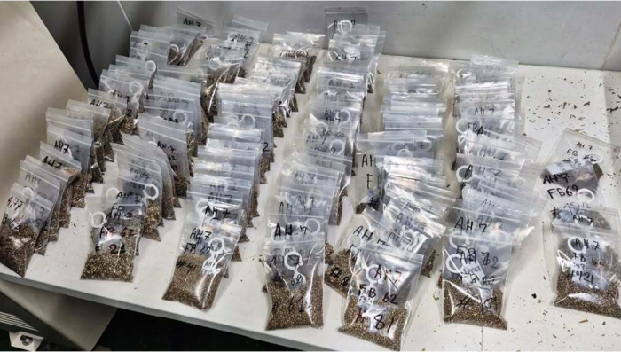 Fresh harvest from a single strain