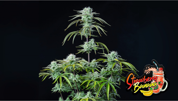 Strawberry Banana Auto Cannabis Strain Week-by-Week Guide | Fast Buds