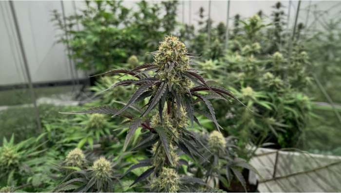 Champions les Plus Rapides : Mise à jour de la salle de test des autofloraisons