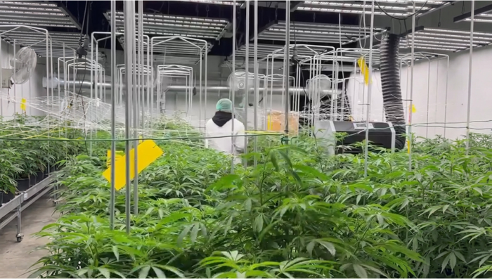 A Visit Into Our Mother Plant Room