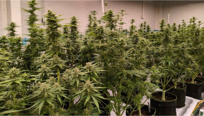 Final update from our Apricot Auto production run.