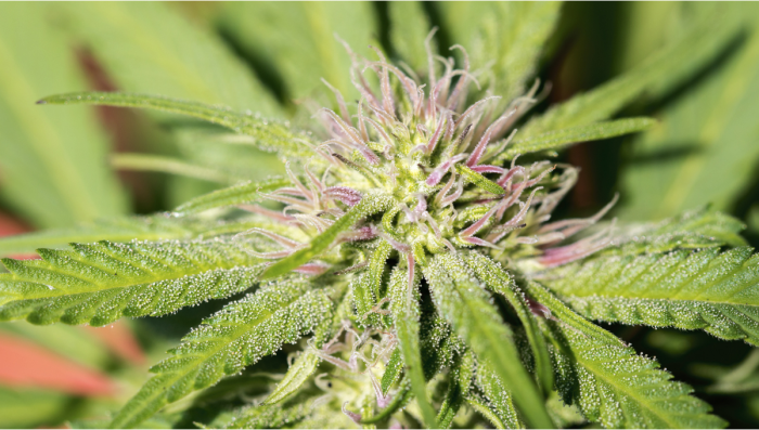 Come Capire Quando l'Autoflower sta Fiorendo: Settimana per Settimana - Semi  di Cannabis Autofiorenti Fast Buds