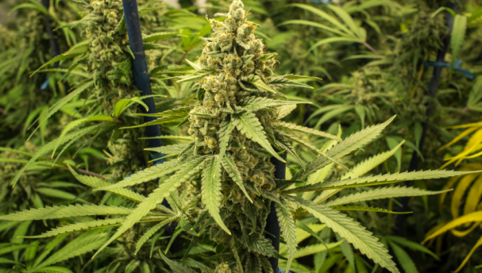 Top 5 High Yield Autoflower Seeds | Fast Buds