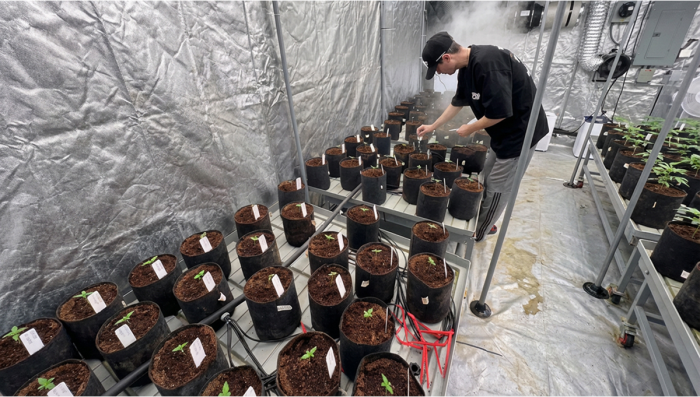 Original Amnesia Haze Auto Population Selection Run Begins