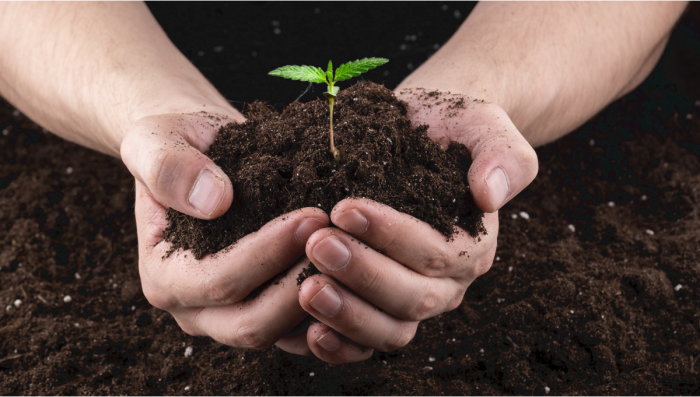 Como Fazer Super Soil Para Plantas de Cannabis