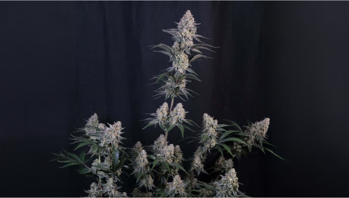 Génétique de Nouvelle Génération : Là Où les Champions S’Affrontent