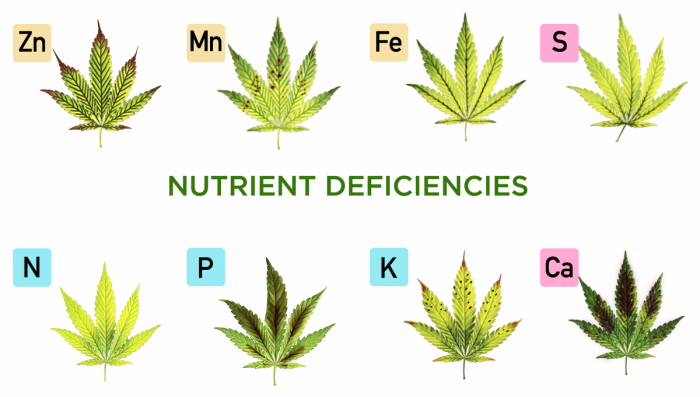 Verschiedene Arten von Nährstoffdefiziten bei Cannabispflanzen
